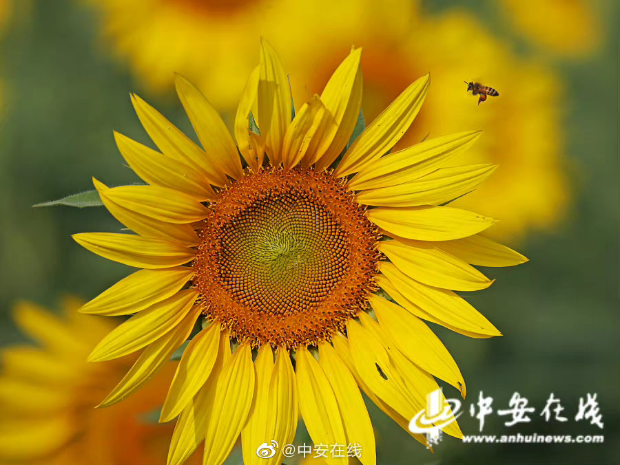 　　经初步调查，系该公司在污水处理池上方施工安装遮阳棚过程中突发池内空间可燃气体闪爆，导致污水处理池及上方遮阳棚坍塌。事故具体原因正在进一步调查中。