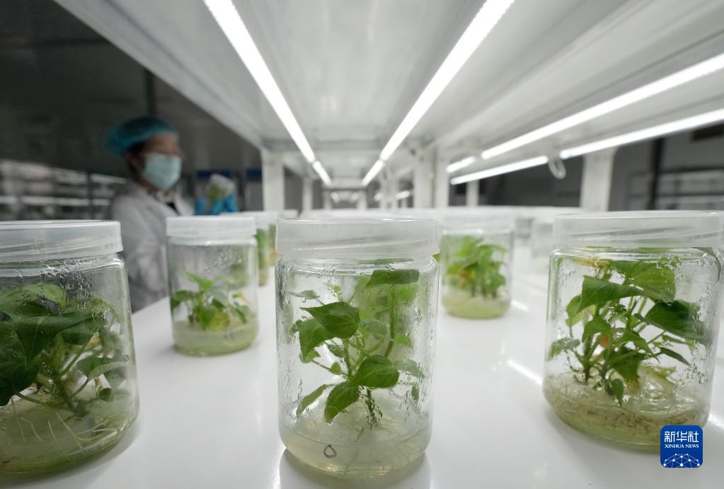 　　毛宁表示，台湾地区选举是中国的地方事务，中方一贯坚决反对美台开展任何形式的官方往来，坚决反对美方以任何方式、任何借口干涉台湾事务。